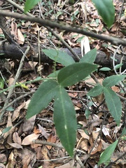 Tetrastigma formosanum