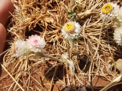 Helichrysum argyrosphaerum