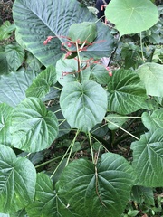 Clerodendrum japonicum