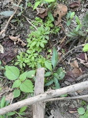 Forestiera acuminata