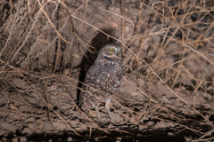 Athene cunicularia hypugaea