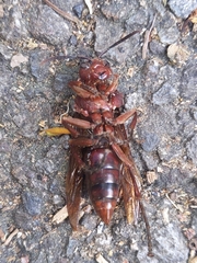 Polistes gigas