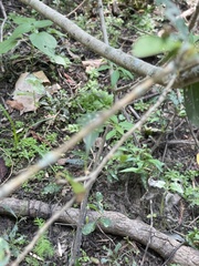 Forestiera acuminata