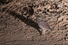 Athene cunicularia hypugaea