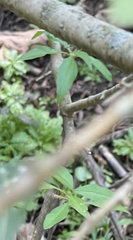 Forestiera acuminata