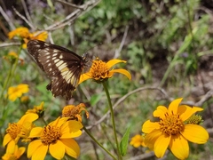 Catasticta nimbice