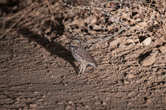 Athene cunicularia hypugaea