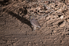 Athene cunicularia hypugaea