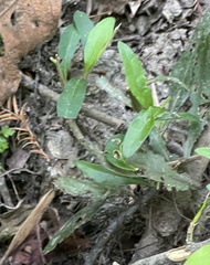 Forestiera acuminata