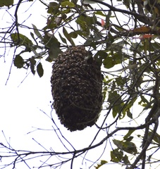 Apis mellifera