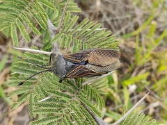 Pachylis gigas