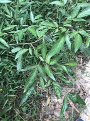Ohwia caudata
