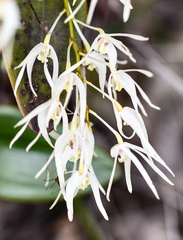 Dendrobium aemulum