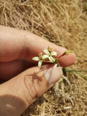 Kohautia amatymbica