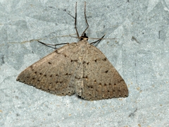 Taxeotis reserata