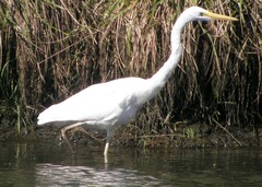 Ardea alba modesta