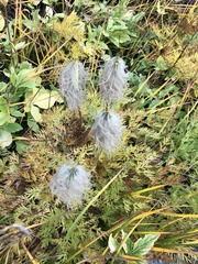 Pulsatilla