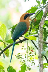 Baryphthengus martii