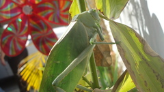 Stilpnochlora azteca