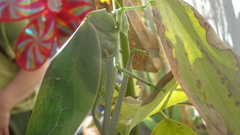 Stilpnochlora azteca