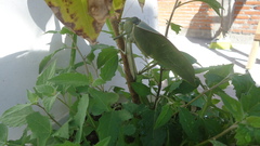 Stilpnochlora azteca