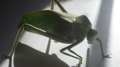 Stilpnochlora azteca