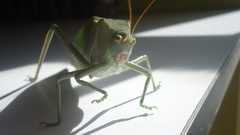 Stilpnochlora azteca