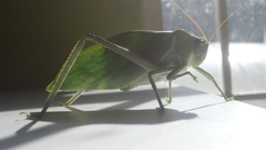 Stilpnochlora azteca