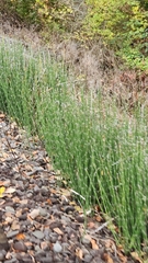 Equisetum variegatum