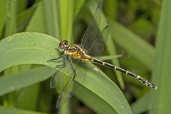 Austrogomphus ochraceus