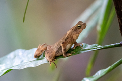 Rhinella alata