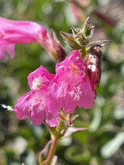 Penstemon newberryi
