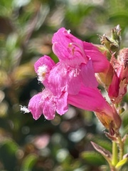 Penstemon newberryi