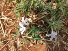 Dyschoriste setigera