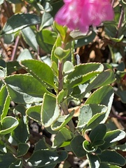Penstemon newberryi