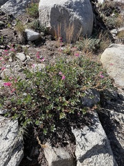 Penstemon newberryi