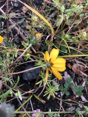 Bidens anthemoides
