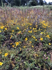 Bidens anthemoides