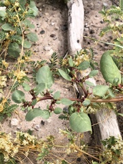 Trianthema portulacastrum