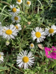 Erigeron longipes
