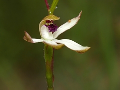 Caladenia cucullata