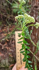 Ozothamnus diosmifolius