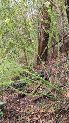 Ozothamnus diosmifolius