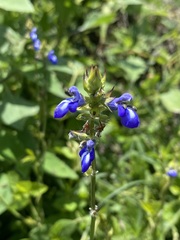 Salvia laevis