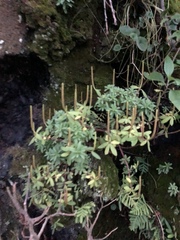 Peperomia leptophylla