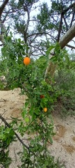 Ibervillea sonorae