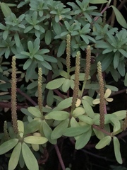 Peperomia leptophylla
