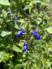 Salvia laevis