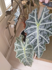 Alocasia amazonica