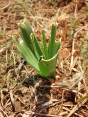 Albuca setosa